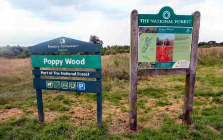 Poppy Wood, National Forest
