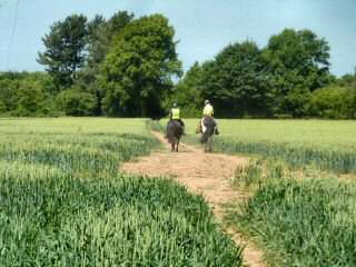Bridle Path, Robin Wood